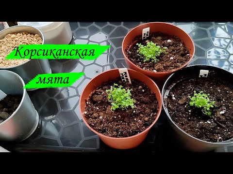 Видео: Корсиканская мята. Пикировка