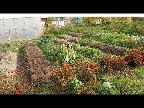 Видео: на даче после карантина/купила луковичные🌷 посадила чеснок🧄собрала последний урожай