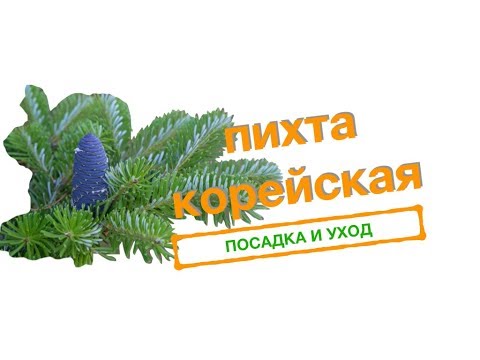 Видео: Пихта Корейская. Посадка и уход🌲🌞🌤