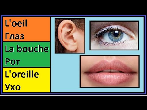 Видео: L'oeil - Глаз - La bouche - Рот - L'oreille - Ухо - Французско-русский визуальный словарь