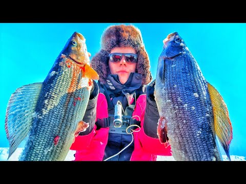 Видео: РУЧЕЙ ПО КОЛЕНО, А РЫБЫ ПОЛНО!!!! ГИГАНТСКИЕ ХАРИУСЫ!!!РЫБАЛКА 2025