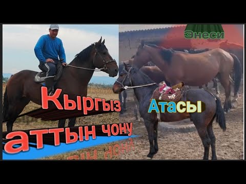 Видео: Кыргыз аттын чону