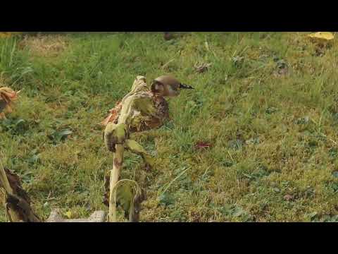 Видео: Песня самки щегла, чтобы стимулировать самца. И заставь его петь без остановки.