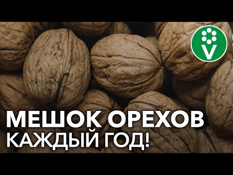 Видео: ПРОВЕРЕННЫЙ способ посадки ГРЕЦКОГО ОРЕХА из семян!