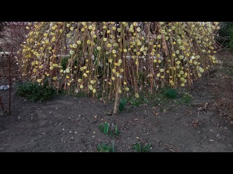 Видео: Прививка плакучей формы козьей ивы на штамб.