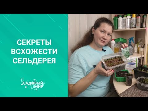 Видео: Секреты всхожести сельдерея. Урожай ранней витаминной зелени. СЕЗОН 2020