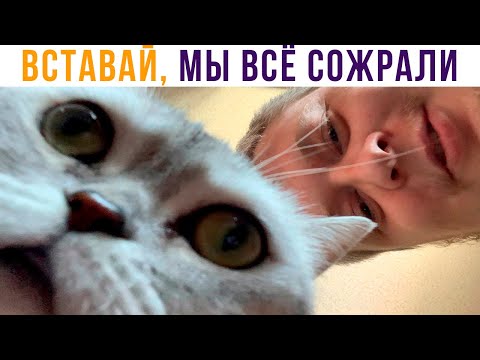 Видео: МЕМЫ ПРО МЕНЯ И МОЮ КОШКУ))) Приколы | Мемозг 789