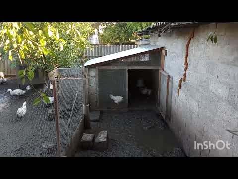 Видео: Вороны трусят орех. У кур наводим порядок.