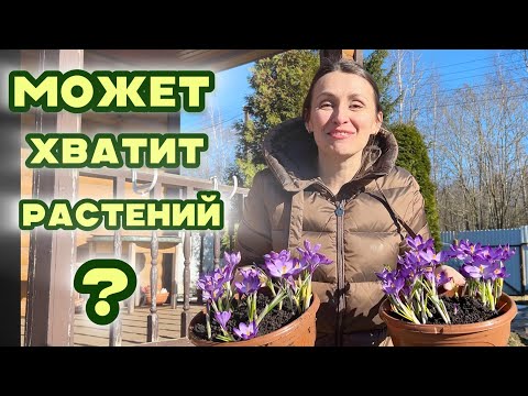 Видео: ВСЁ ЗАСТАВИЛА РАССАДОЙ. ОТКРЫЛА ДАЧНЫЙ СЕЗОН #милыйсад