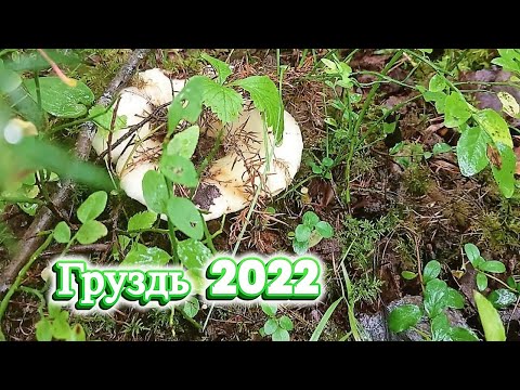 Видео: В ТАЙГУ ГДЕ ГЛУХАРИ И ГРУЗДИ! ТИХАЯ ОХОТА-ГРУЗДЬ 2022 \ СБОР СОЛЕНЫХ ГРИБОВ!