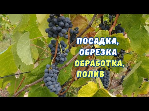Видео: Работы в октябре на винограднике.