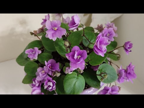 Видео: Ампельные фиалки трейлеры. Коротко о главном.