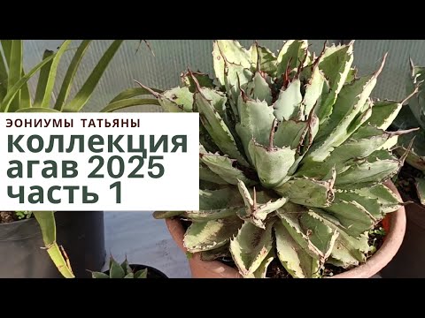 Видео: 231. Моя коллекция агав-2025. Обзор Часть 1