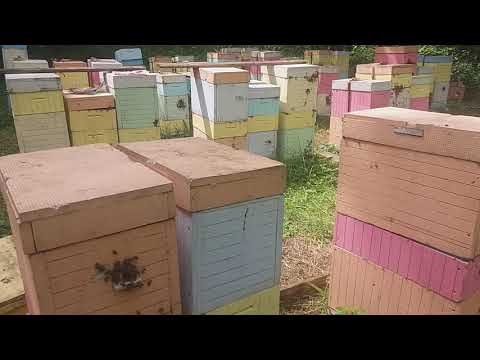 Видео: 6 рамочник на 6 дневном взятке с акации Канев 2021