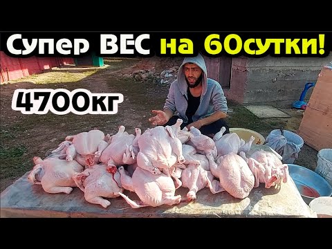 Видео: Забой Бройлеров Великанов 60 сутки