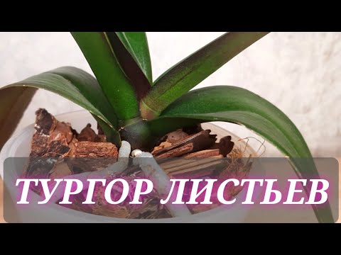 Видео: Тургор листьев. Как восстановить? Самый простой способ, работает 100%