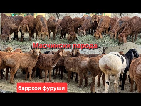 Видео: БАРРХОИ ЭЛИТА ОМАД СРОЧНА БЕНТОН МАСЧИНСКИ ФУРУШИ  октября 2025 г.АДРЕС ХУЧАНД 
