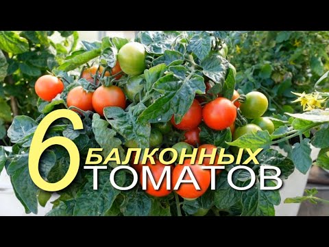 Видео: Эти шесть БАЛКОННЫХ томатов приятно вас удивят! Советы от ЗЕЛЕНОГО ОГОРОДА!