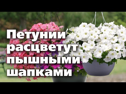 Видео: Правила пересадки ампельных петуний в кашпо  Всё для пышного цветения