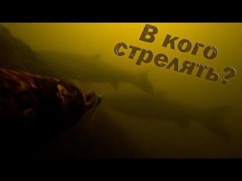 Видео: ЛОГОВО БЕЛЫХ АМУРОВ!!! ТРОФЕЙНАЯ ПОДВОДНАЯ ОХОТА!!!