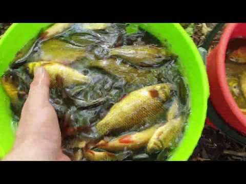 Видео: Катиска - верша - правильный заброс с берега.