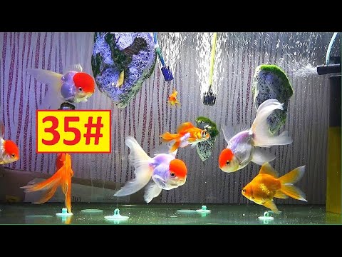 Видео: 35# КАК ЖЕ ЭТО ПРЕКРАСНО СМОТРИТСЯ ВЫПУСКАЕМ ЗОЛОТЫХ РЫБОК КРАСНЫХ ШАПОЧЕК