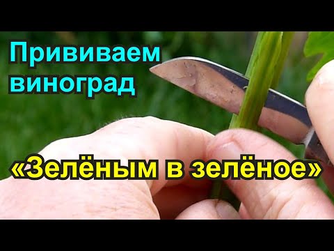 Видео: Прививка винограда "Зелёным в зелёное"