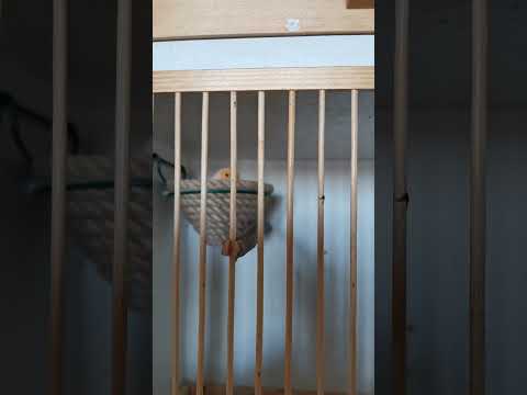 Видео: Разведение канареек:каких птичек покупать не стоит