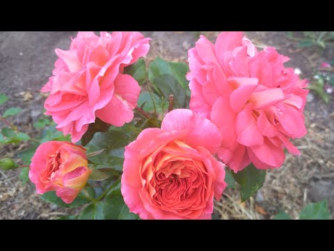 Видео: Розы .Почему остановился рост?