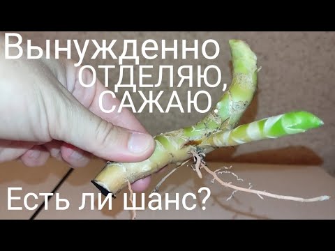 Видео: Пересадка вытолканной из горшка сансевиерии Лауренти. #сансевиерия  #sansevieria #snakeplant