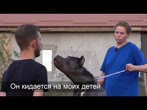 Видео: МЫ ЕГО ПОЖАЛЕЛИ,ПРИЮТИЛИ...А ТЕПЕРЬ БОИМСЯ,ЧТО ОН НАС ВСЕХ ПОРВЕТ.КАНЕ-КОРСО