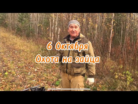 Видео: Отец добывает зайца, Валдай отлично работает — охота удалась 