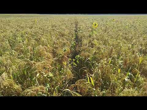 Видео: Просо дисикацыя