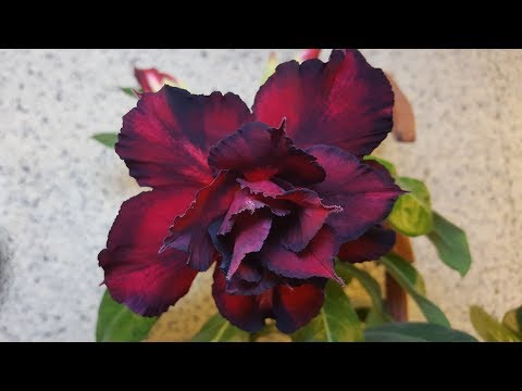 Видео: Как влияет обрезка Адениума на его ветвление