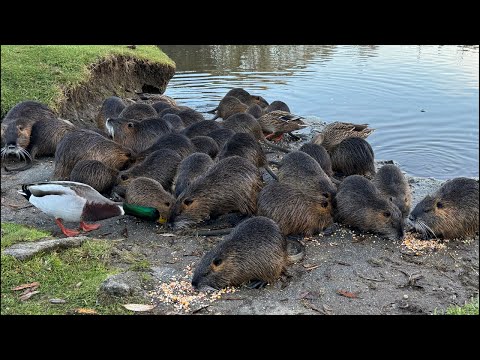 Видео: У каналі Slava відбувається прямий ефір.