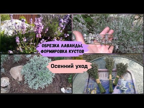 Видео: Обрезка лаванды. Формировка кустов.Осенний уход.