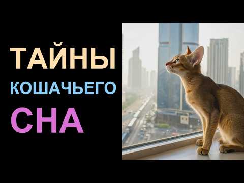 Видео: 🐾 СТРАННЫЕ места для сна вашей кошки — что они ДЕЙСТВИТЕЛЬНО означают