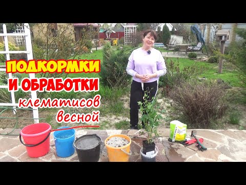 Видео: Сделайте это с клематисом весной и он обязательно зацветет! Clematis in spring.