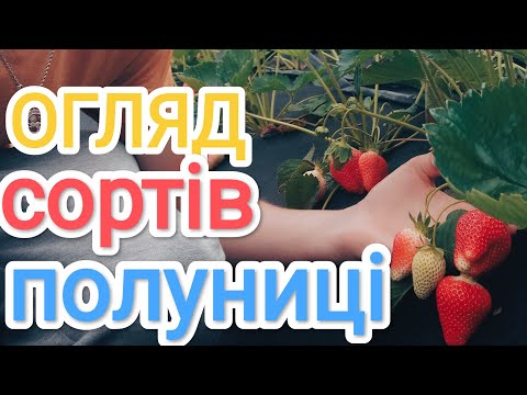 Видео: ОГЛЯД всіх сортів . ТЕРМІНИ, ЯГОДА, НОВІ СОРТИ