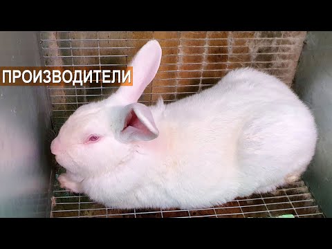 Видео: Содержание самцов-производителей. Кроликоферма Александра Воронкова