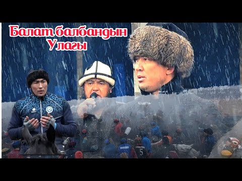 Видео: 70 тай / Болоттун Улагы башталды (25-02-23)