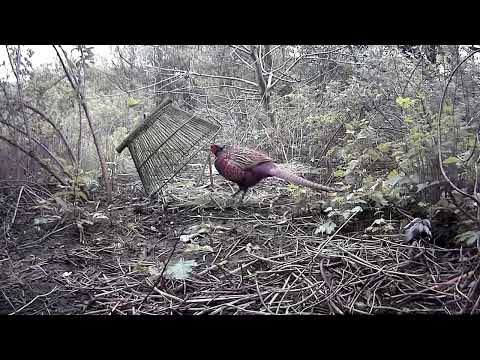 Видео: САМАЯ БЕЗОТКАЗНАЯ ЛОВУШКА НА ФАЗАНА