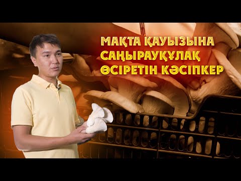 Видео: Берекелі бизнес | Мақта қауызына саңырауқұлақ өсіретін кәсіпкер