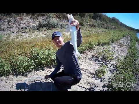 Видео: Арал, Шөмішкөл Ақшатау, Сазандар, Керемет демалыс