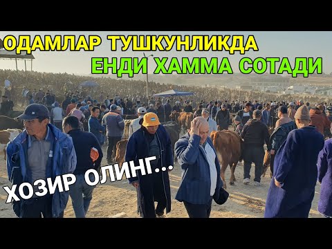 Видео: ЕНДИ ХАММА СОТАДИ. ҚОРА БУРУҚ МОЛ БОЗОРИ. СОҒИН СИГИР НАРХЛАРИ. 30-ОКТАБР 2025-ЙИЛ. ҚАШҚАДАРЁ