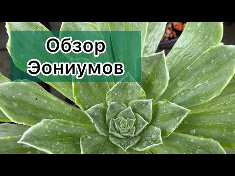 Видео: Суккуленты. Мини обзор Эониумов.