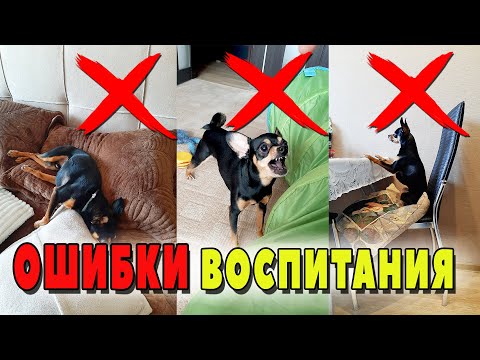 Видео: Ошибки воспитания собаки или что не нужно делать с щенком