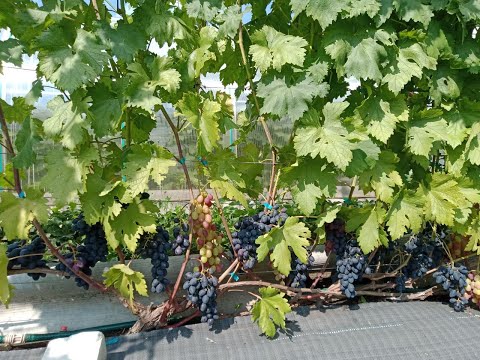 Видео: Виноградник после града.