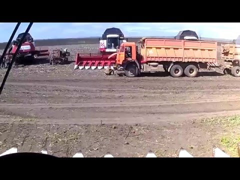 Видео: Уборка подсолнечника на АКРОС 585 в мае 2016 года.