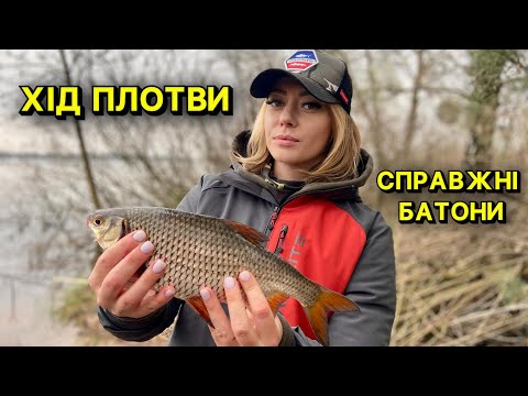 Видео: ХІД ПЛОТВИ! Потрапили на роздачу ПЛОТВИ! КЛЮЮТЬ СПРАЖНІ БАТОНИ!  Фідер Brain Apex NEW!